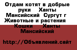 Отдам котят в добрые руки  - Ханты-Мансийский, Сургут г. Животные и растения » Кошки   . Ханты-Мансийский